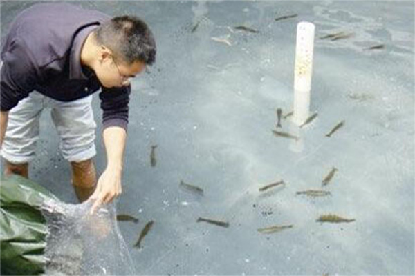 小龙虾水泥池人工繁殖技术