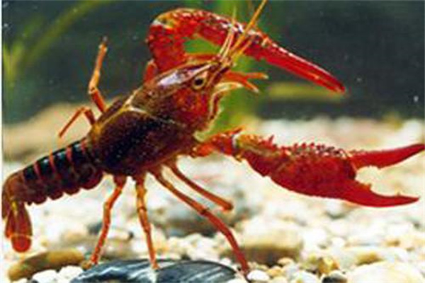淡水龙虾虾中毒症的防治
