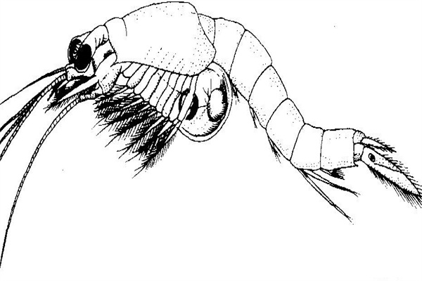 青虾的内部结构主要包括哪些系统