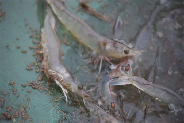 如何防范对虾流行病
