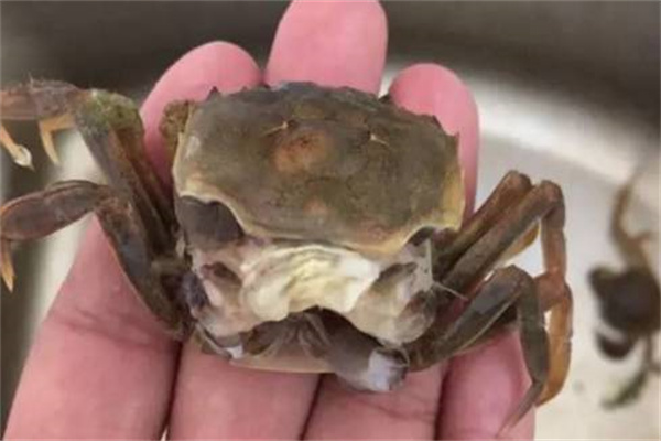海水蟹类脱壳期死亡的原因