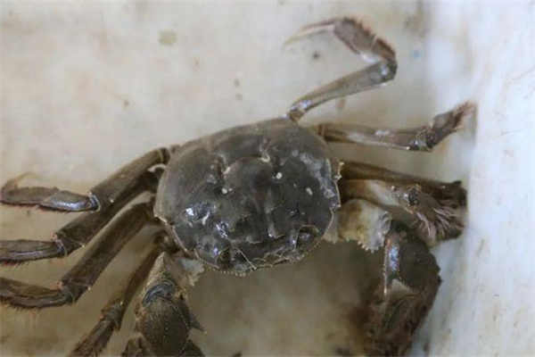海水蟹类脱壳期死亡如何处理