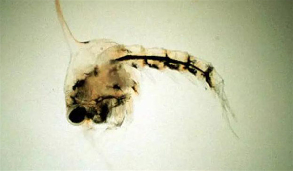 河蟹幼体的性腺发育规律