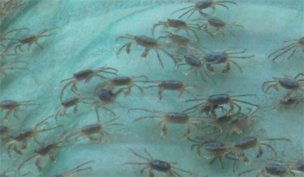 河蟹生长后期的性腺发育规律