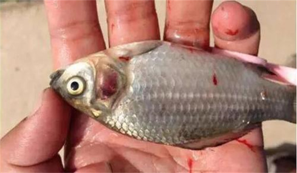 鱼类应激性出血症的主要症状