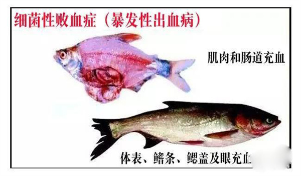 怎样防治淡水鱼细菌性败血症