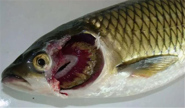 鱼类烂鳃病的病因是什么