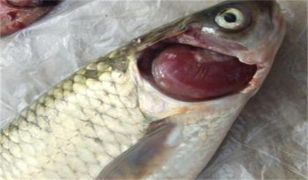 鱼类烂鳃病的症状表现