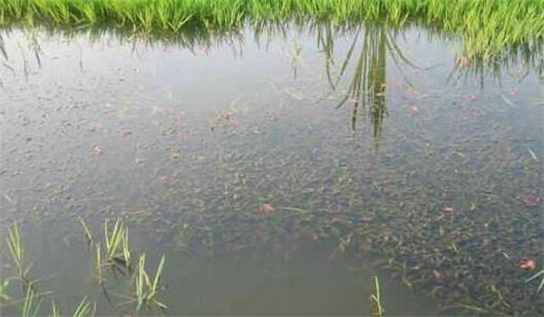 养殖小龙虾的池塘条件