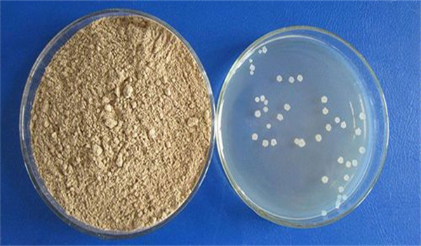 芽孢杆菌在水产养殖中的应用及其产品现状