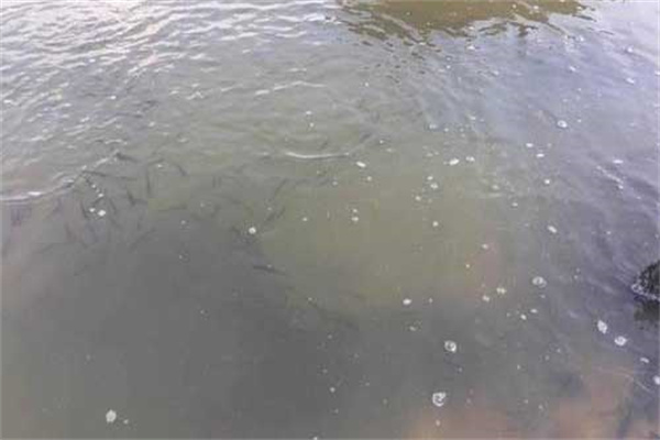 笋壳鱼养殖的池塘条件