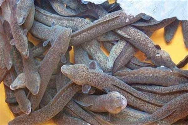 欧洲鳗鱼败血症症状及防治方法