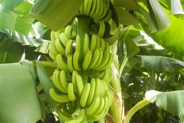 香蕉一般多久成熟
