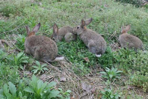 一亩地可以放养多少兔子