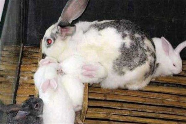母兔产仔后几天带小兔出洞