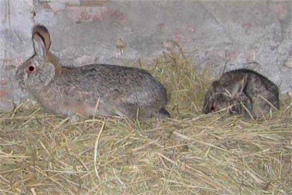 野兔和家兔杂交能生小兔吗