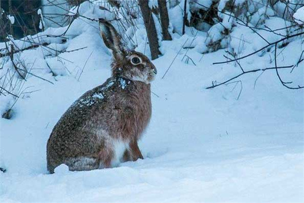 冬季野兔的活动规律