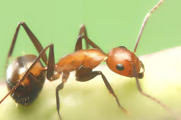 吡虫啉能杀死蚂蚁吗