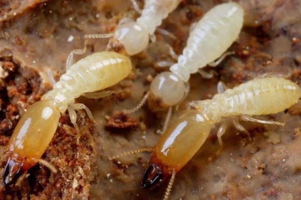 吡虫啉能杀白蚁吗