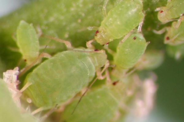 防治蚜虫一些土办法