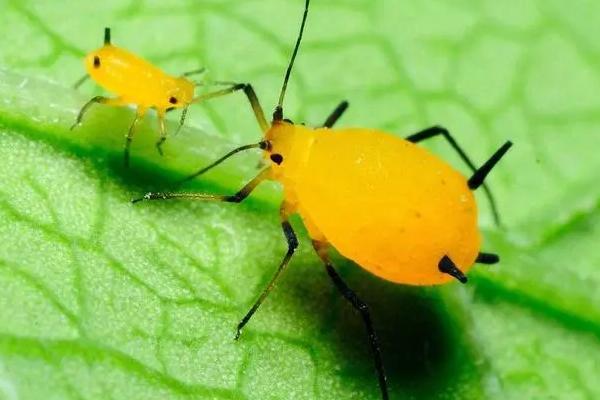 蚜虫的危害有哪些
