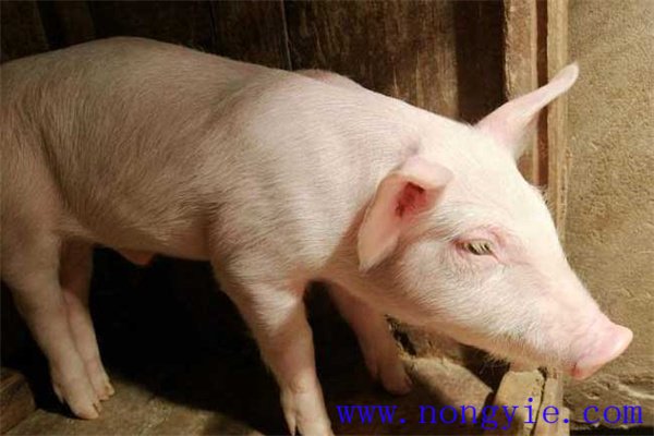 猪伪狂犬疫苗几天产生抗体