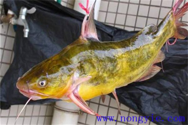 黄颡鱼出血病治疗方案