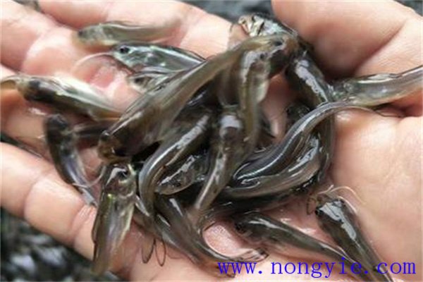 斑点叉尾鮰鱼种培育技术