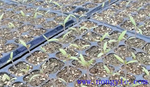 西红柿的育苗时间
