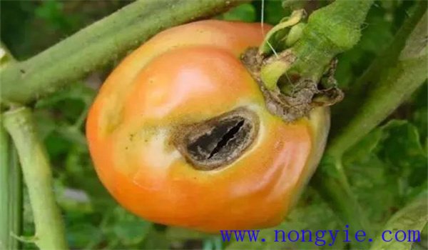 西红柿钻心虫的发生规律