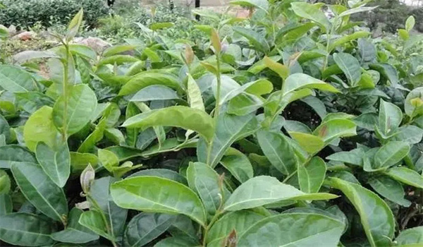 茶树繁殖的方法有哪些