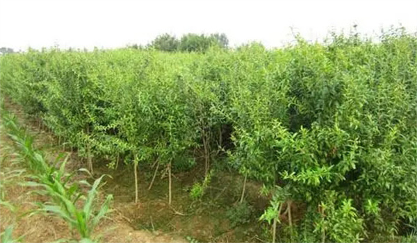 石榴苗木繁育的方式