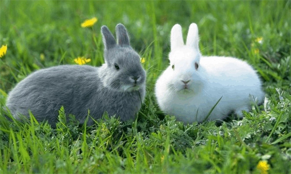 家兔的习性是什么