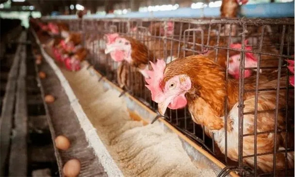 商品产蛋鸡的分段饲养