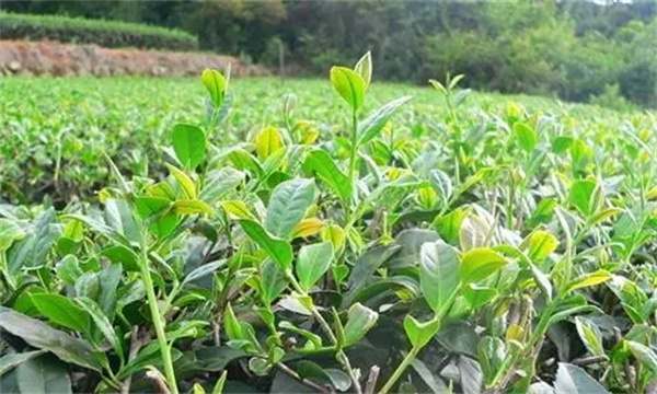 如何预防茶树旱害的发生