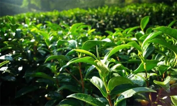 优质高产型茶树树冠的外在表现