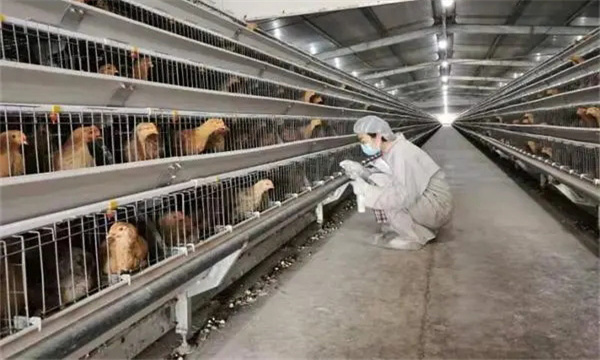 鸡场防疫技术规范