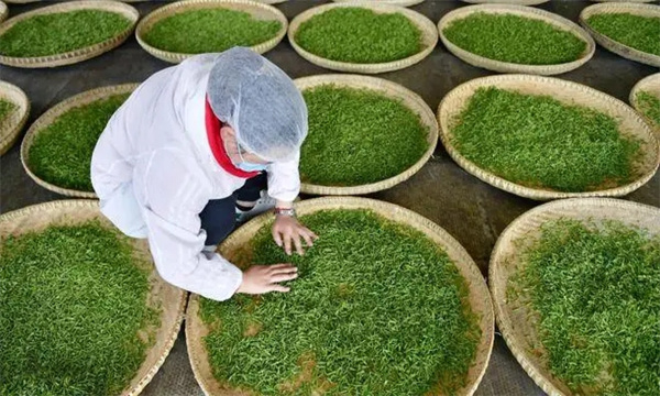 扁形名优绿茶手工制作的具体方法
