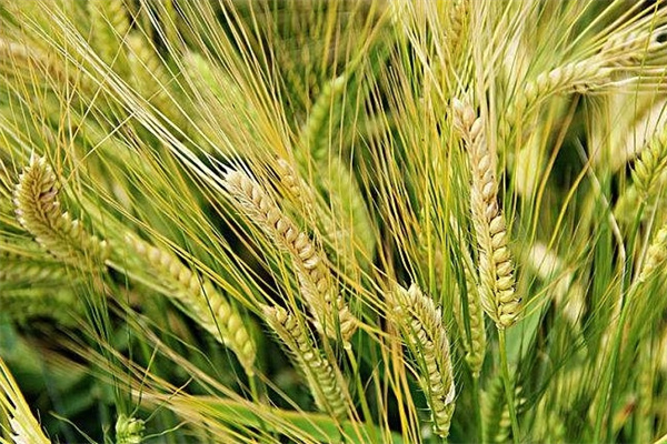 种植的大麦品种