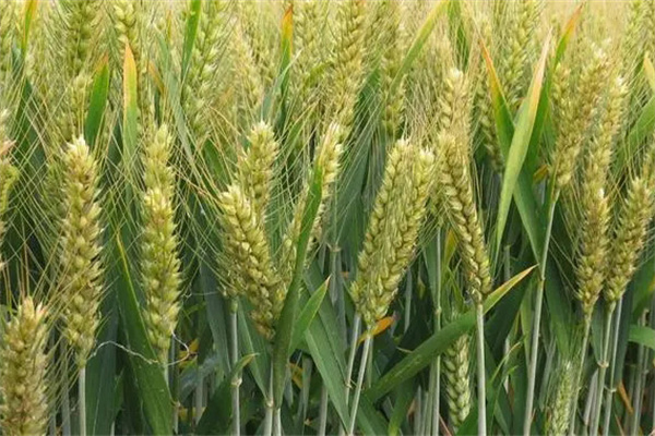 上海郊区种植的小麦品种