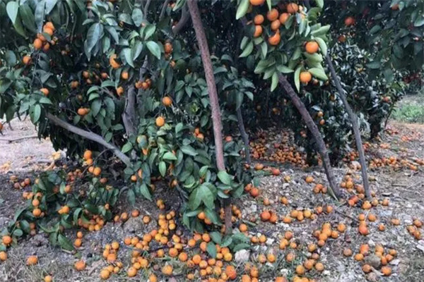 引起柑橘落果的原因有哪些