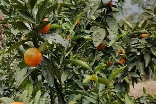 柑橘发生严重落果时如何补救