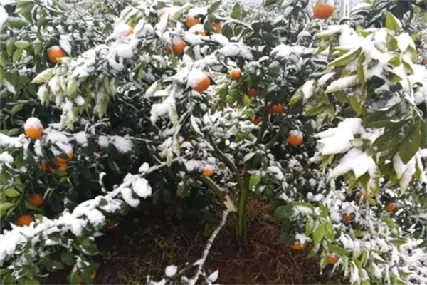 橘子树冬季如何管理