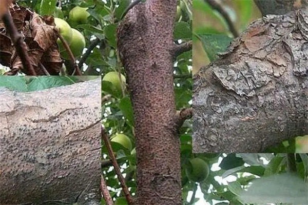 苹果树干腐病如何防治