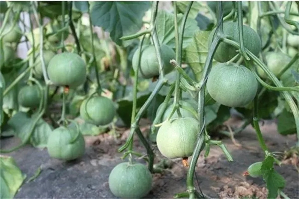 上海甜瓜种植有哪些主要品种