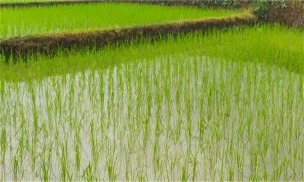 梅雨对刚播种的水稻有什么影响