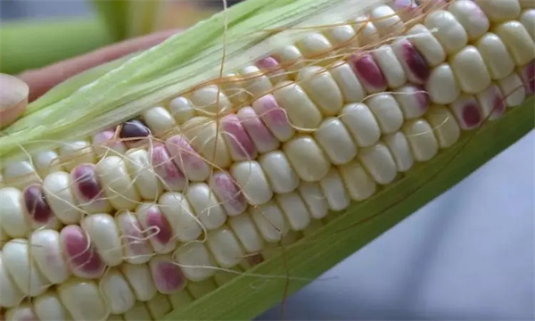 糯玉米种子如何处理