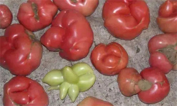 番茄畸形果是指哪种果实