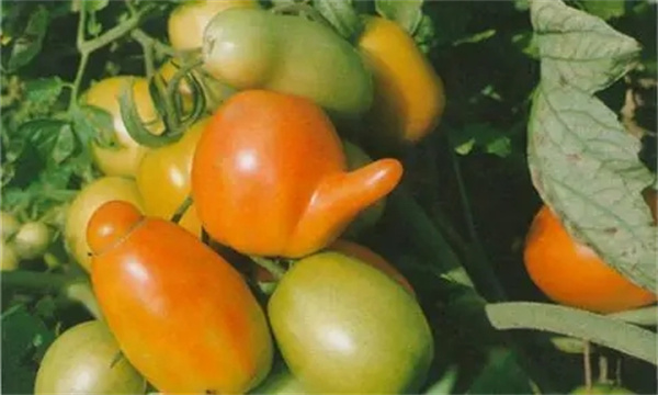 如何预防番茄畸形果