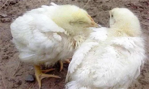 为何免疫过新城疫的鸡又发病